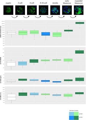 Species and embryo genome origin affect lipid droplets in preimplantation embryos